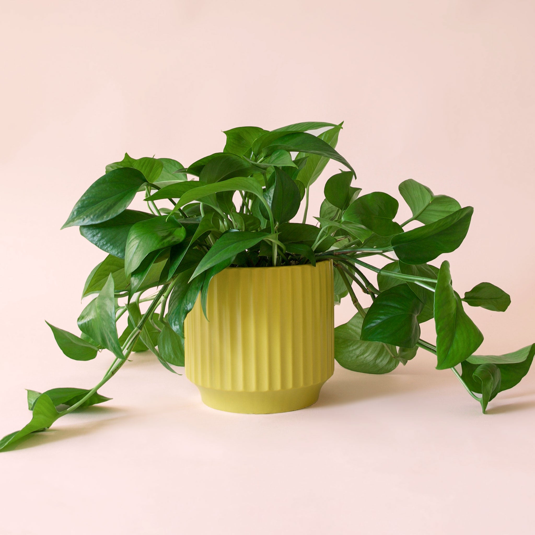 Pothos | Green