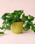 Pothos | Green