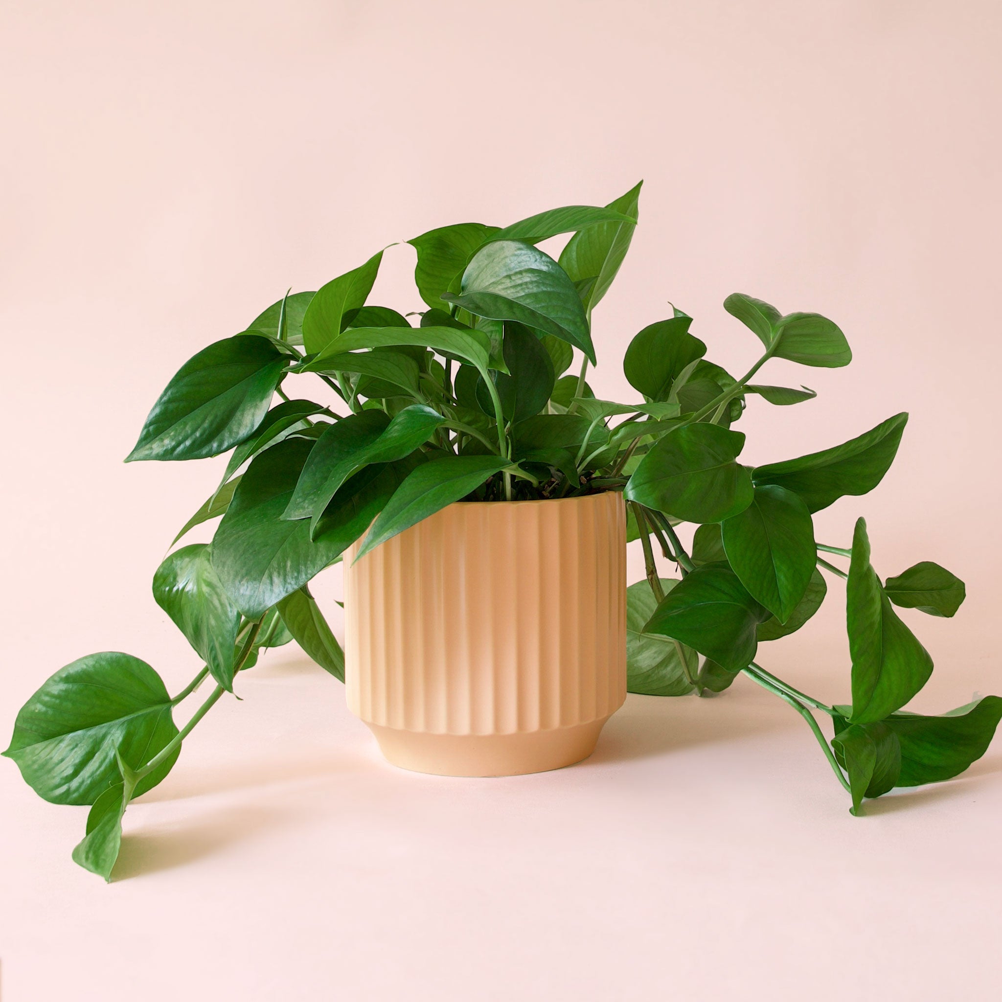 Pothos | Green