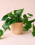 Pothos | Green