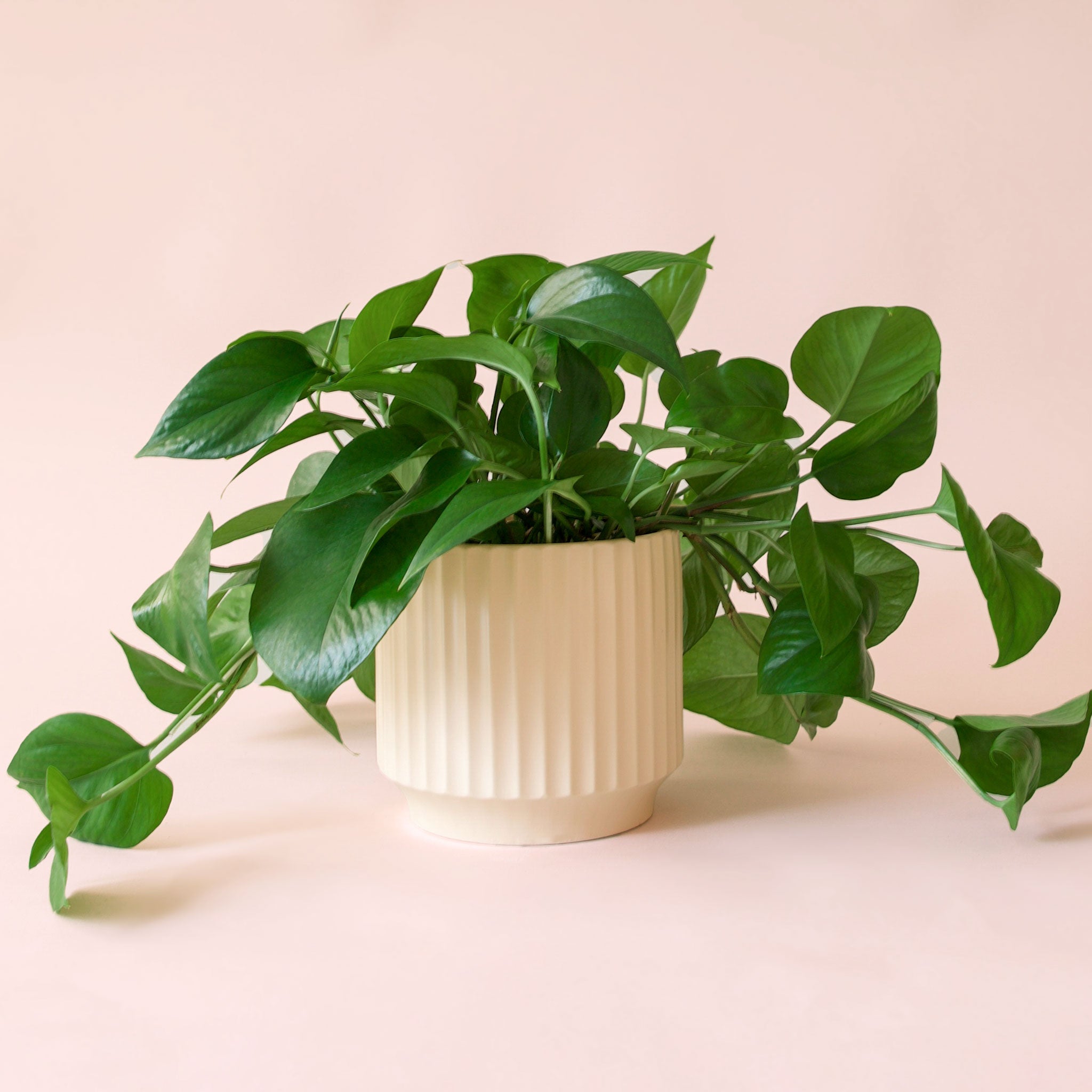 Pothos | Green