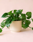 Pothos | Green