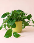 Pothos | Green