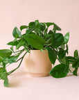 Pothos | Green