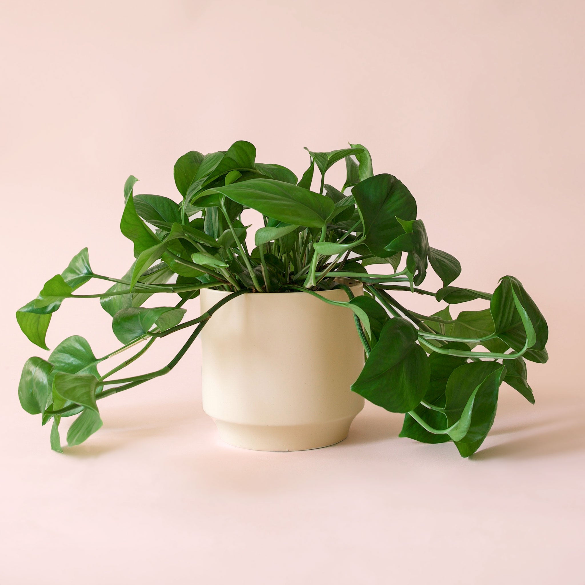 Pothos | Green