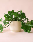 Pothos | Green