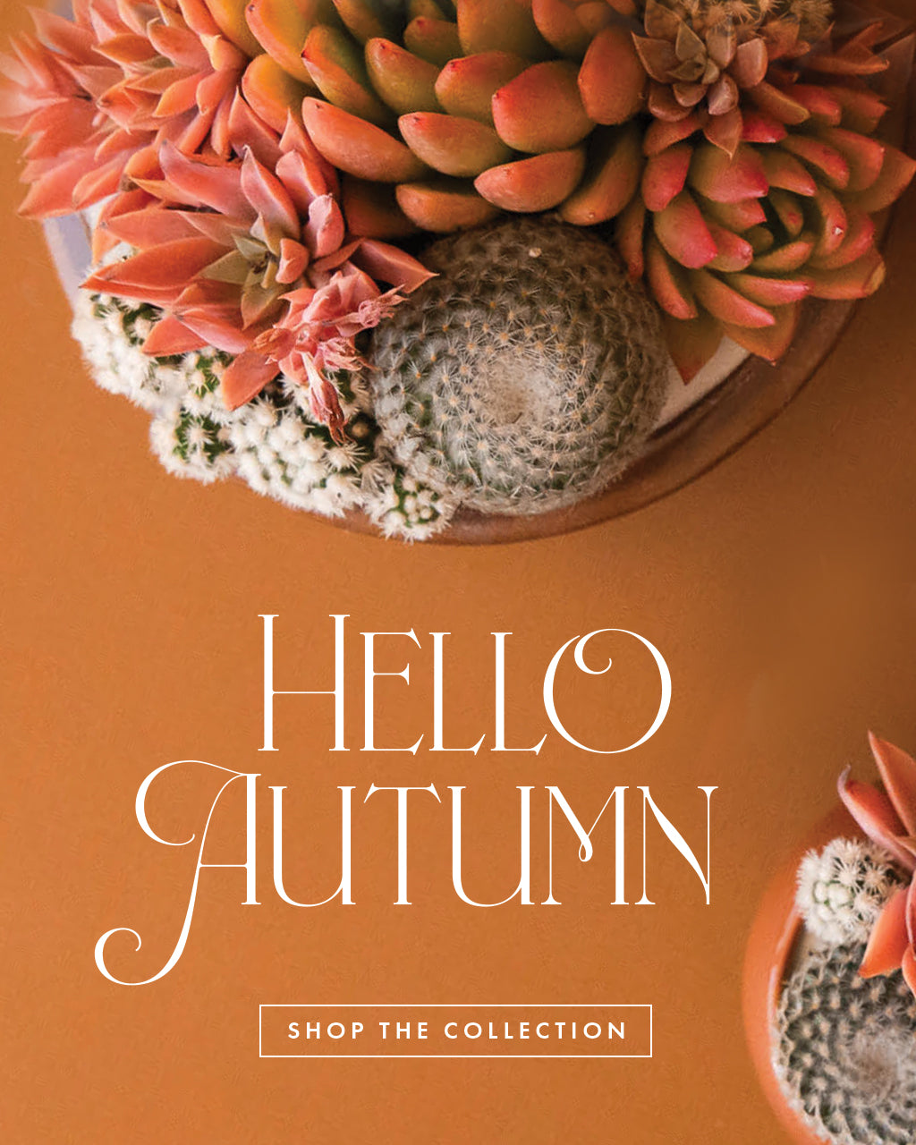 Hello Autumn, shop the collection