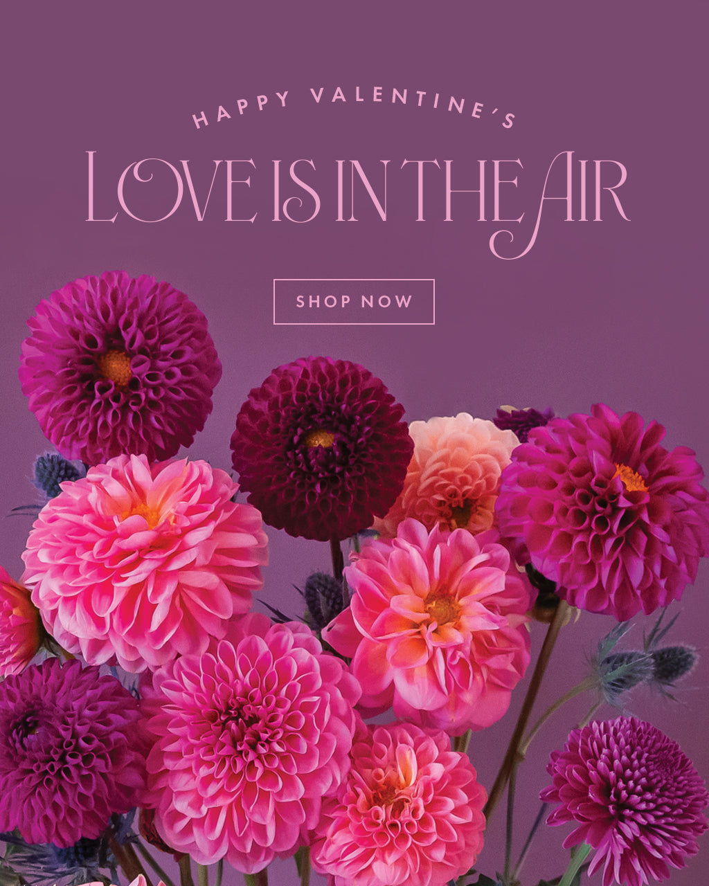 Happy Valentine's. Love is in the air. Shop Now. 