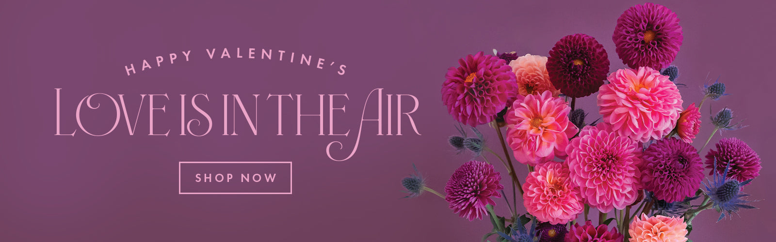 Happy Valentine's. Love is in the air. Shop Now. 