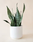 n front of white background is a round white pot with a sansevieria inside. The plant has very tall, stiff leaves that are pointed at the top. The leaves are dark green with light green stripes and patterns.