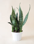 n front of white background is a round white pot with a sansevieria inside. The plant has very tall, stiff leaves that are pointed at the top. The leaves are dark green with light green stripes and patterns.