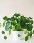 a pilea peperomioid with bright green, round leaves sits in a white pot