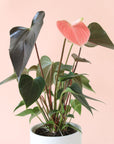 an anthurium rainbow champion with dark green pointed leaves and a salmon pink flower in a white pot