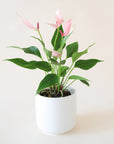 Anthurium "Lilli" Light Pink in a round white pot. Anthurium is a green leafy plant with tall bright pink arrowhead shape flowers and dark pink stamen.