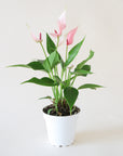 Anthurium "Lilli" Light Pink in a round white pot. Anthurium is a green leafy plant with tall bright pink arrowhead shape flowers and dark pink stamen.