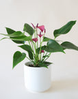 Anthurium 'Zizou' Purple planted in a round white pot. Anthurium has dark green spade shaped leaves and tall flat grape colored flower petals and dark purple stamen.