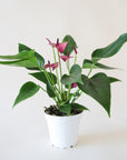 Anthurium 'Zizou' Purple planted in a round white pot. Anthurium has dark green spade shaped leaves and tall flat grape colored flower petals and dark purple stamen.