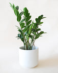 a zz plant with tall stems covered in small pointed leaves sits in a white pot