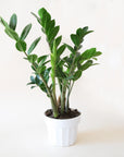 a zz plant with tall stems covered in small pointed leaves sits in a white pot