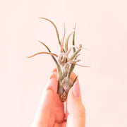 Tillandsia | Pruinosa