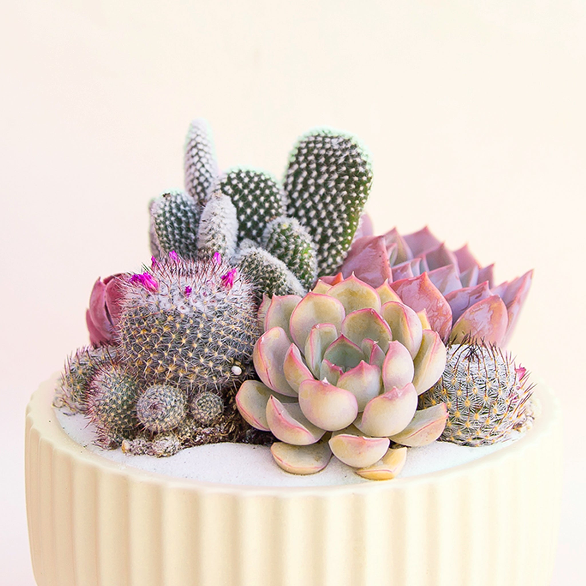 A planter with a pink and light green succulent and cacti arrangement. 