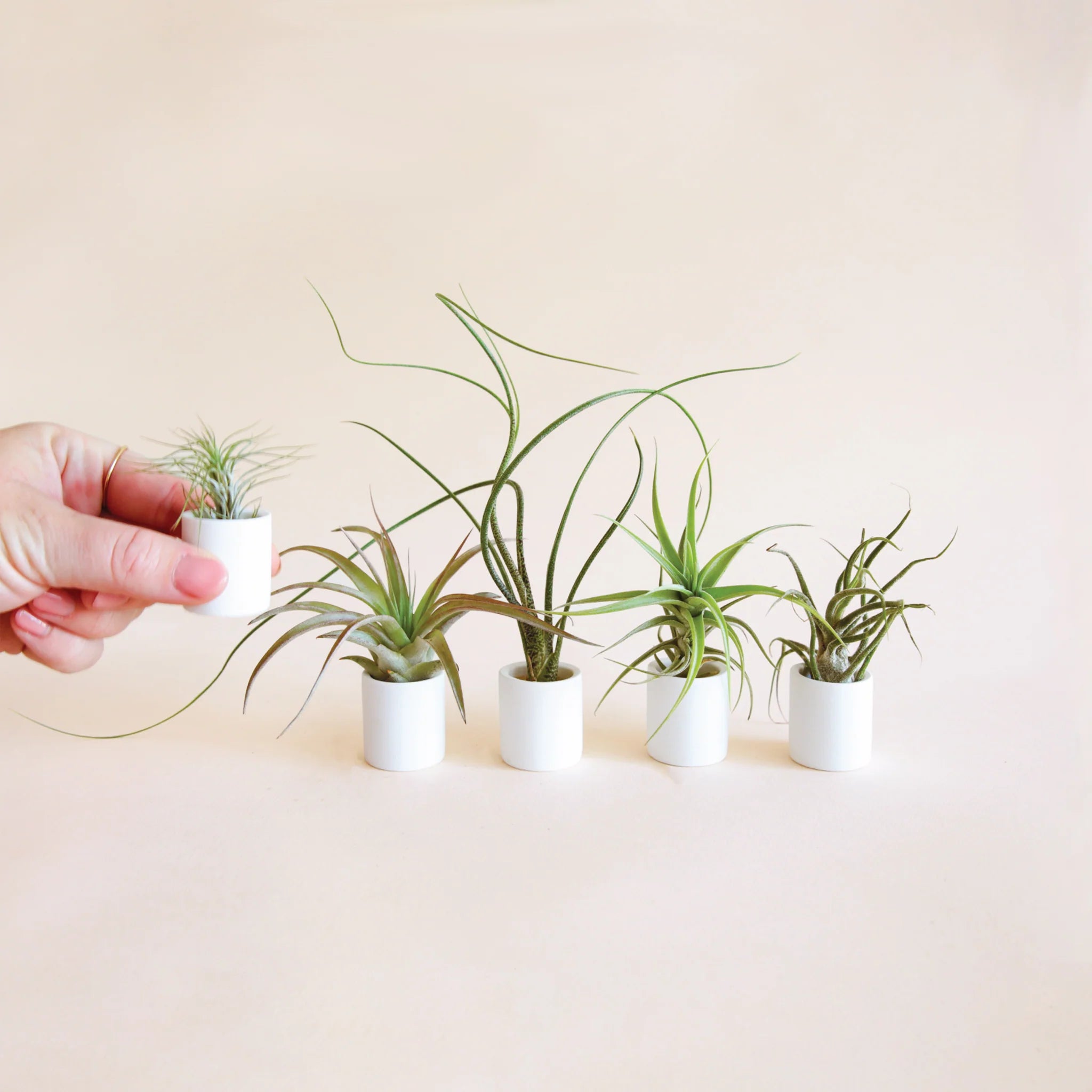 On a tan background is a set of tiny air plants and tiny white ceramic planters. 