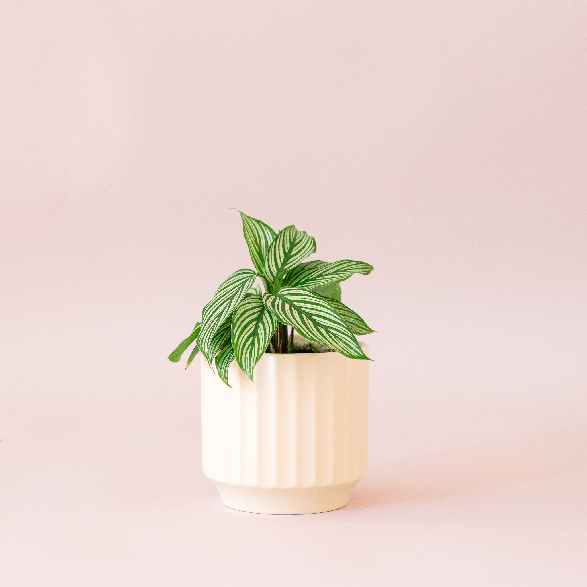 Green plant is shown in a white pot.