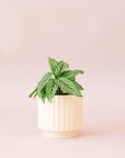 Green plant is shown in a white pot.