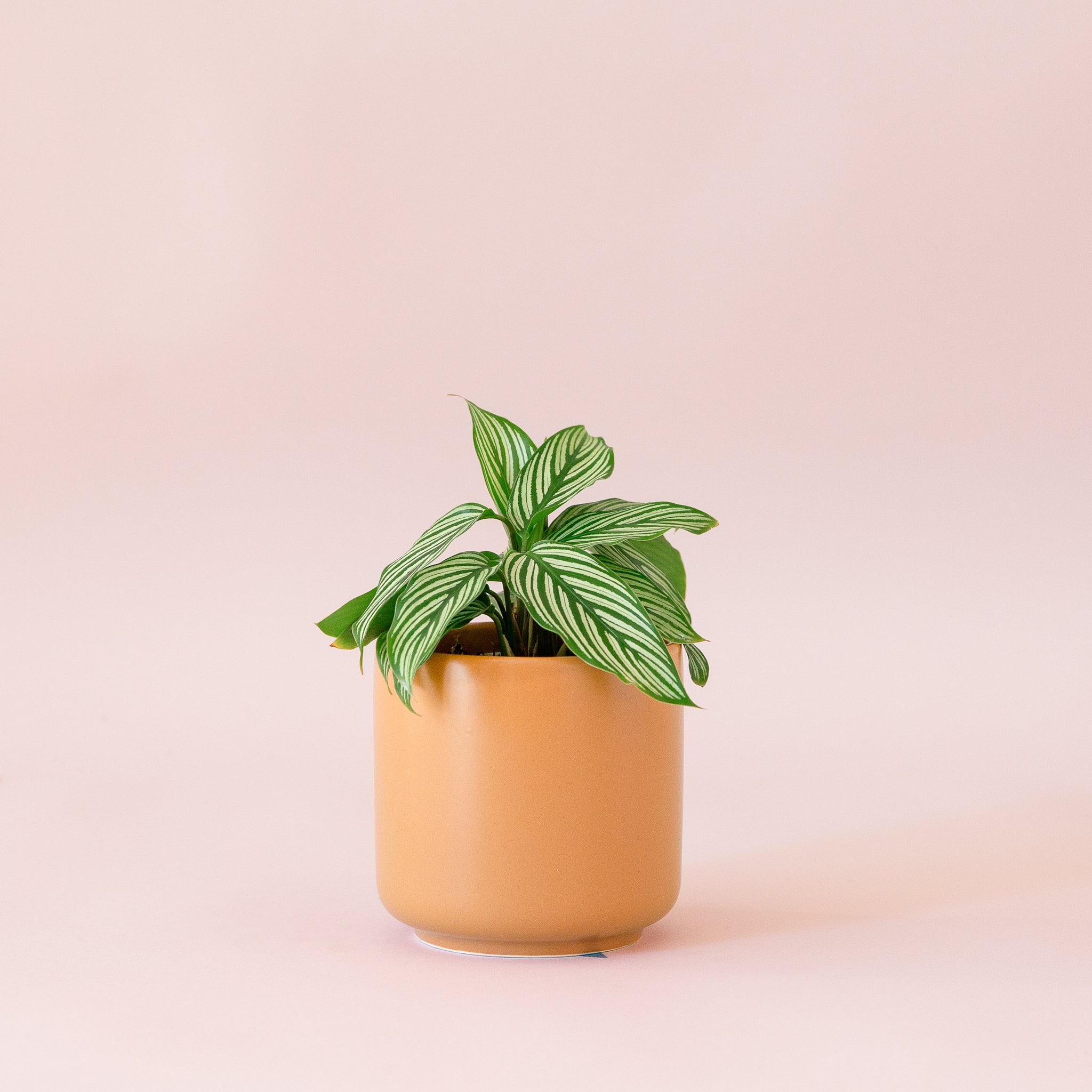 Green plant is shown in a brown pot.