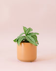 Green plant is shown in a brown pot.