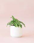 Green plant is shown in a white pot.