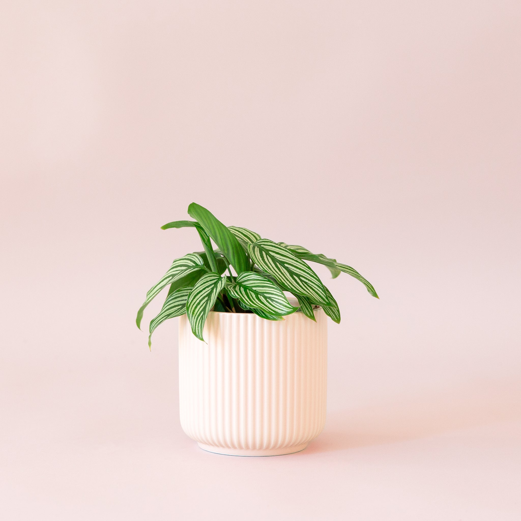 Green plant is shown in a pink pot.