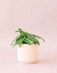 Green plant is shown in a pink pot.