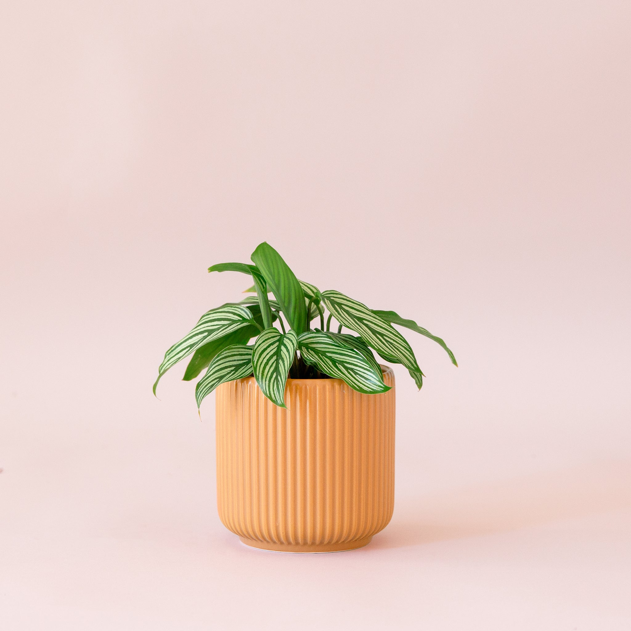 Green plant is shown in a brown pot.