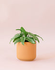 Green plant is shown in a brown pot.