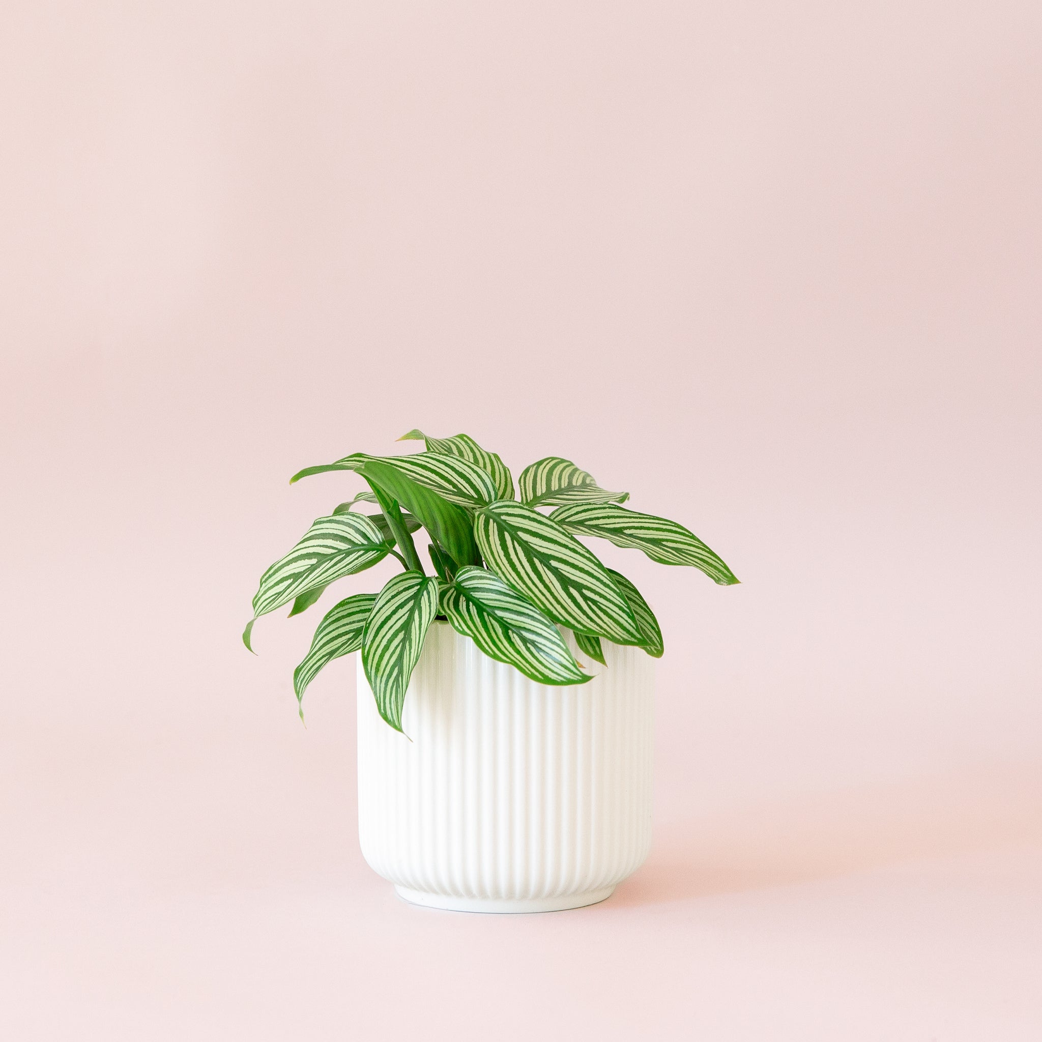 Green plant is shown in a white pot.