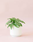 Green plant is shown in a white pot.