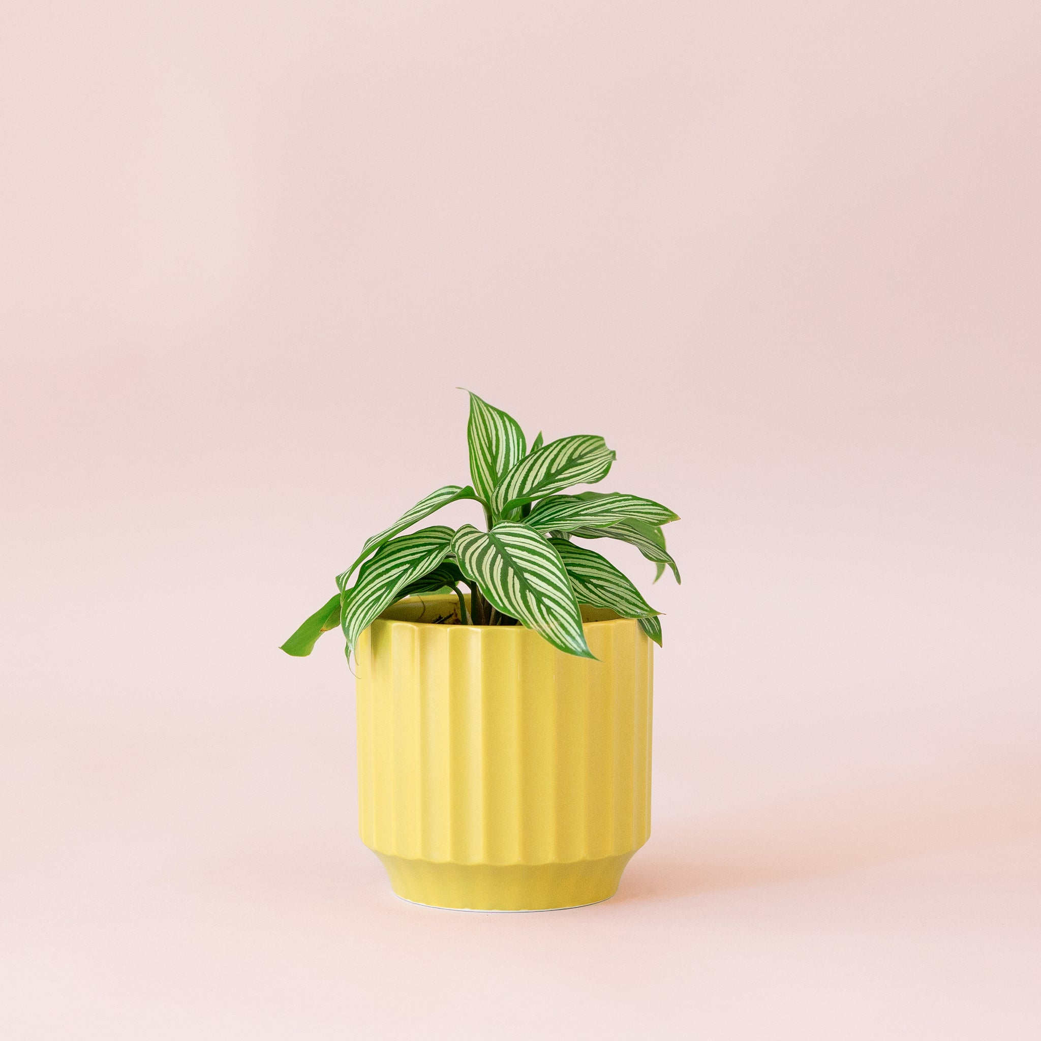 Green plant is shown in a green pot.