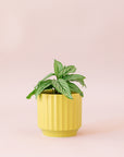 Green plant is shown in a green pot.