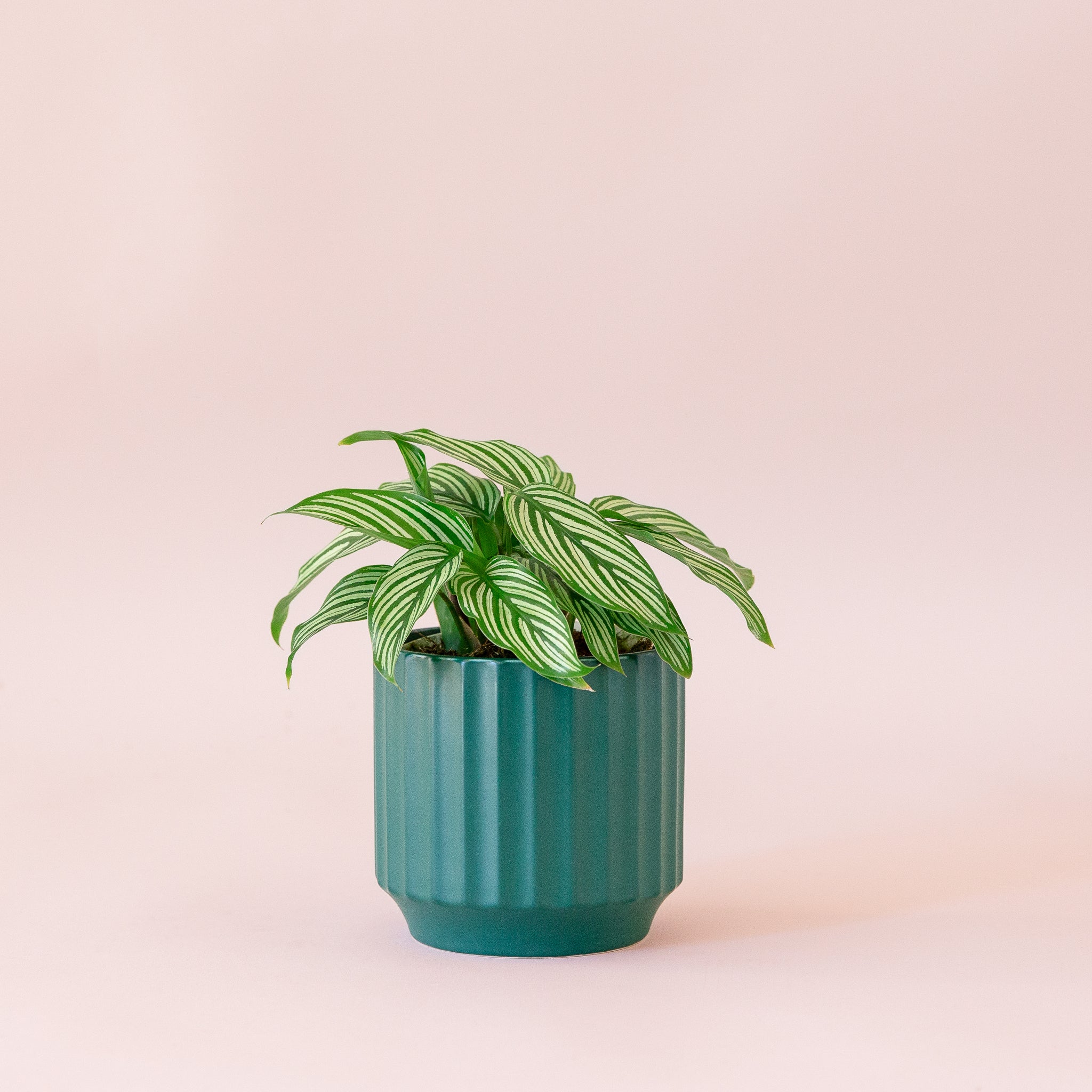 Green plant is shown in a blue pot.