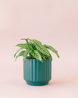 Green plant is shown in a blue pot.