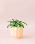 Green plant is shown in a pink pot.