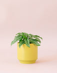 Green plant is shown in a green pot.