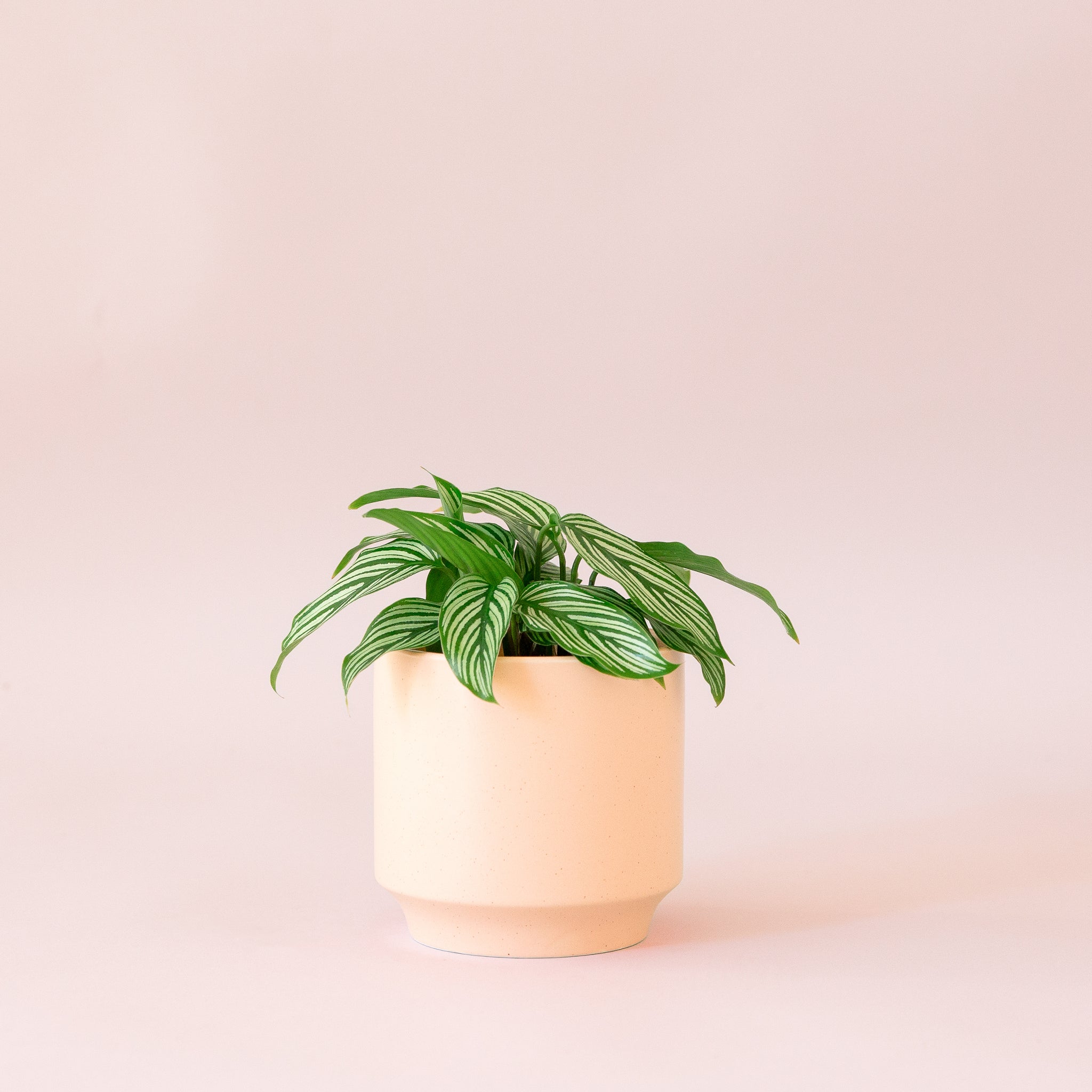 Green plant is shown in a pink pot.