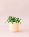 Green plant is shown in a pink pot.