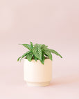 Green plant is shown in a white pot.