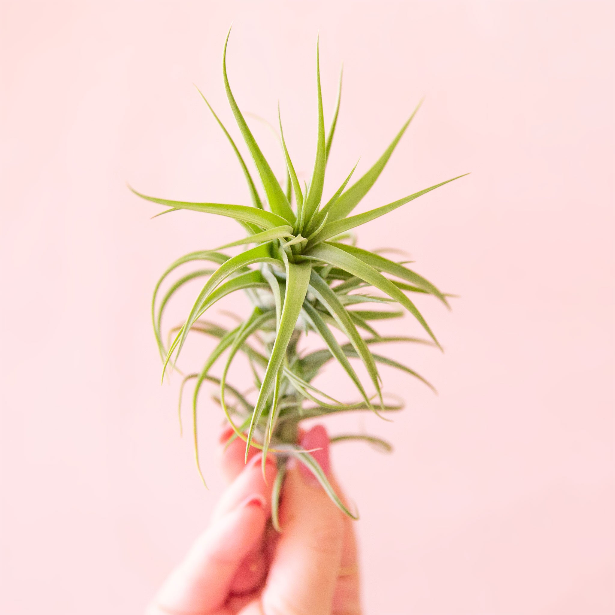 Tillandsia | Aeranthos