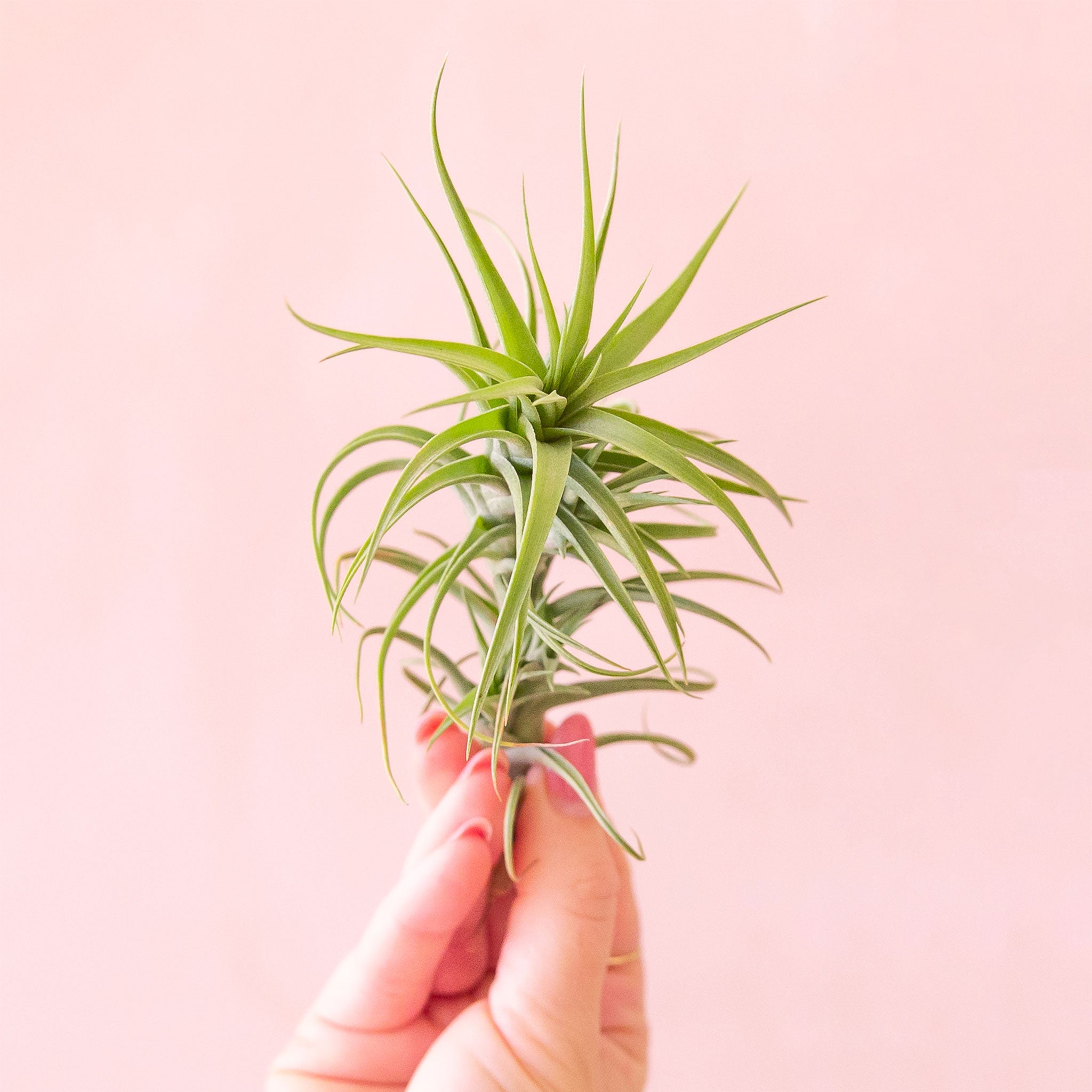 Tillandsia | Aeranthos