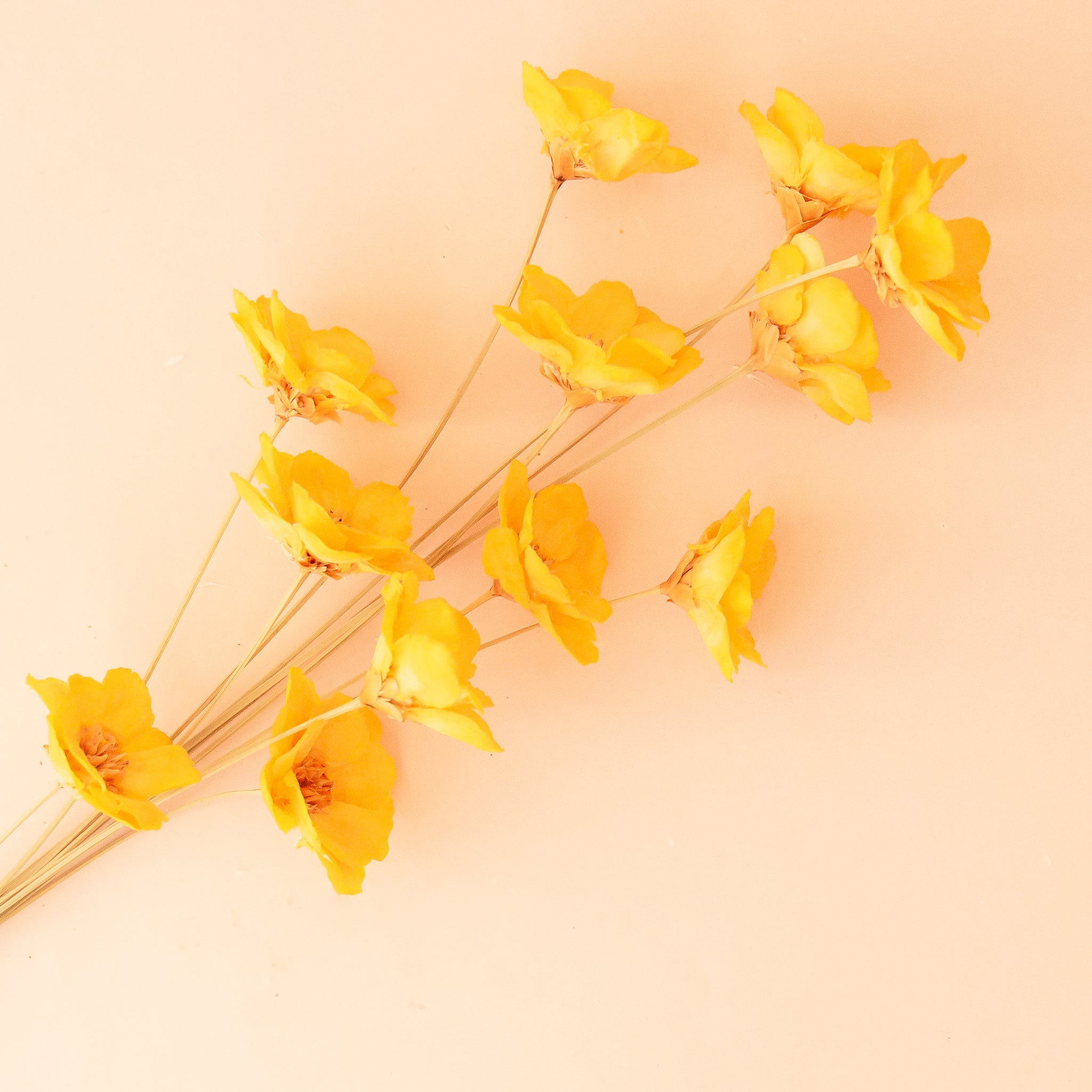 A bundle of yellow dried florals.