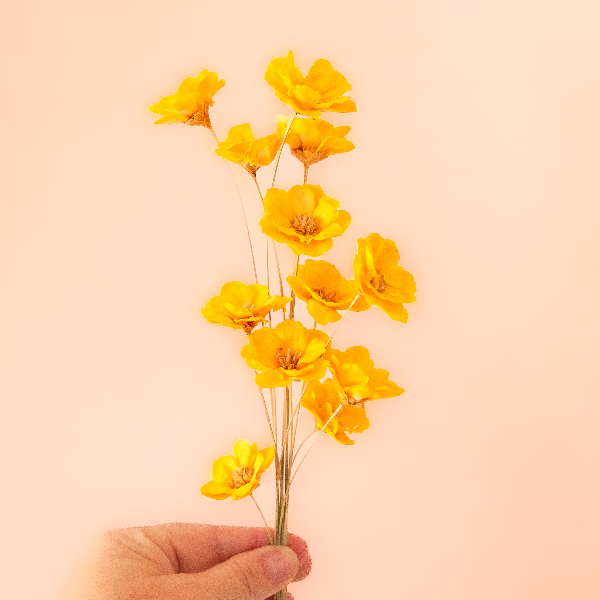 A bundle of yellow dried florals.